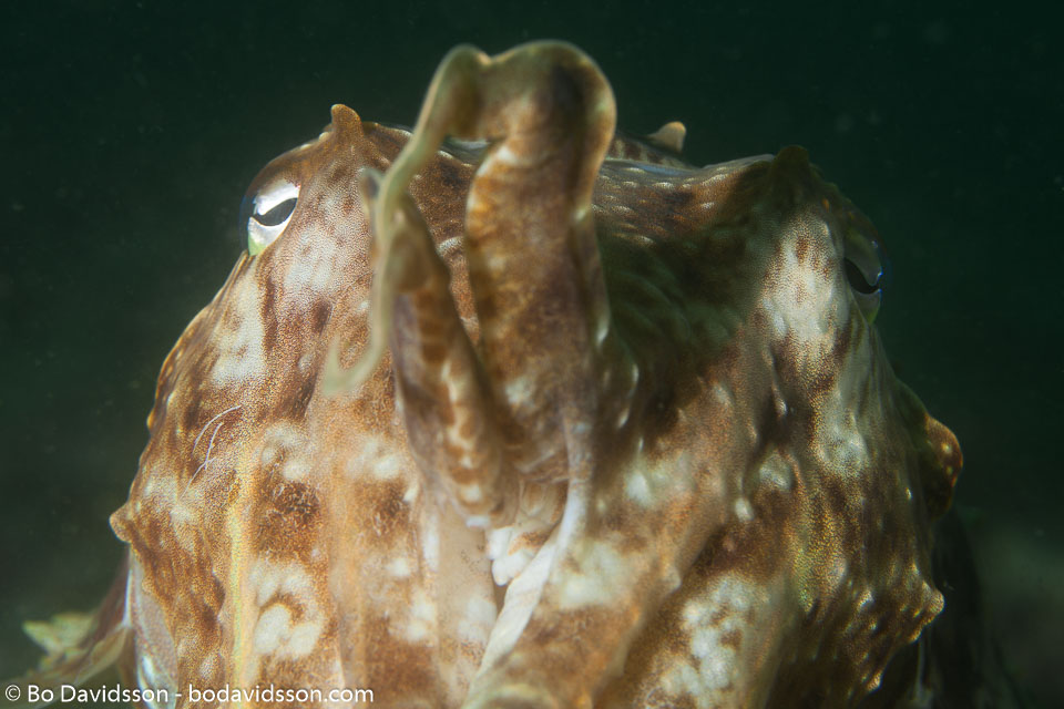 BD-151231-Malapasqua-1677-Sepia-latimanus.-Quoy---Gaimard.-1832-[Broadclub-cuttlefish].jpg